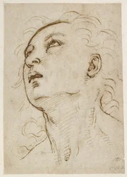 Kopf eines jungen Mannes, der nach oben schaut, WA1846.156